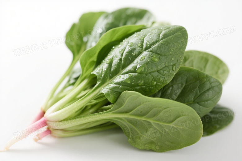 新鲜菠菜束柔光特写图片