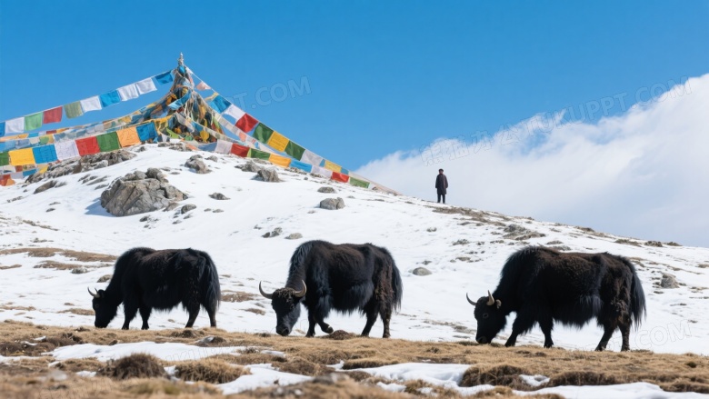 高原雪地牦牛吃草经幡飘扬图片