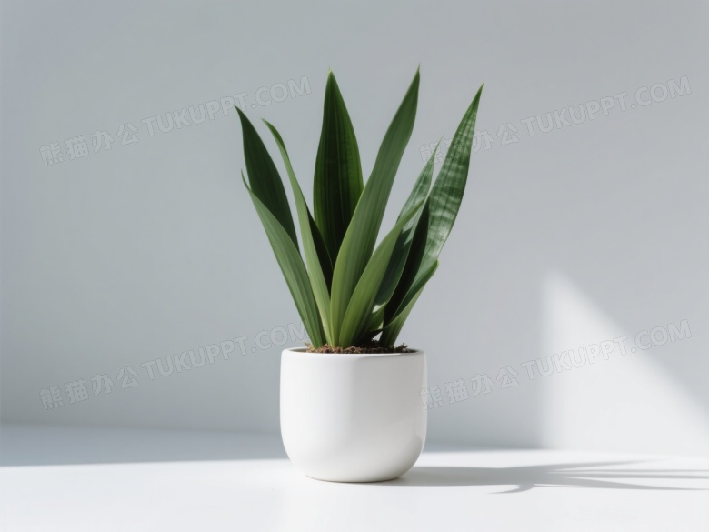 白瓷花盆绿植居中静物图片