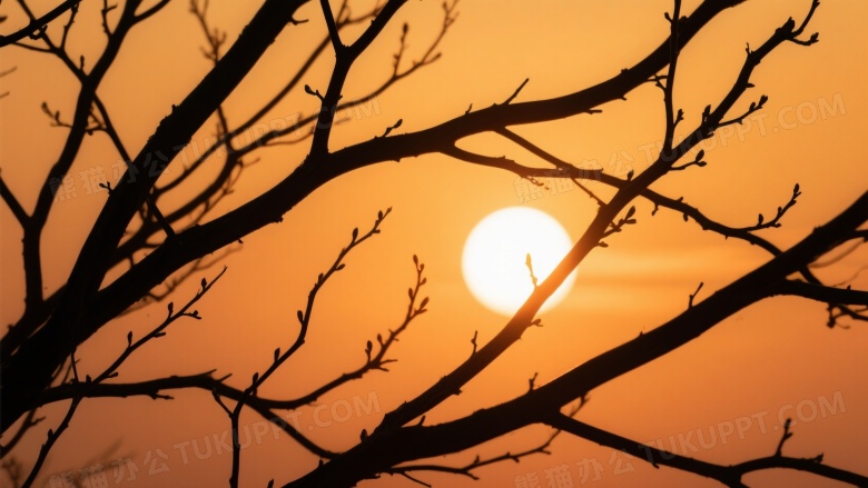 夕阳枯枝剪影逆光图片