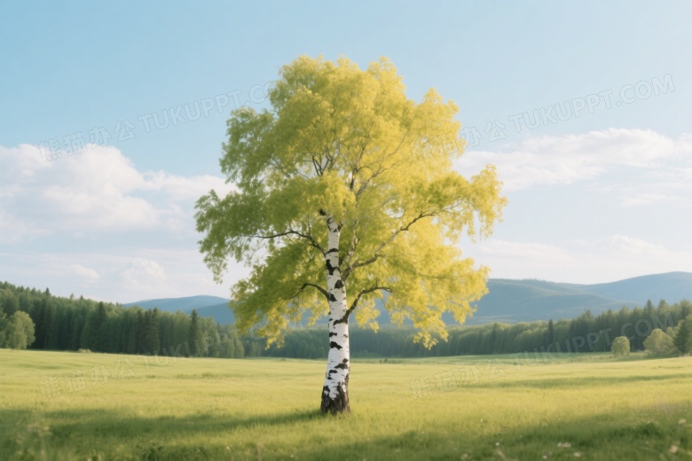 孤植白桦树绿野中侧逆光图片