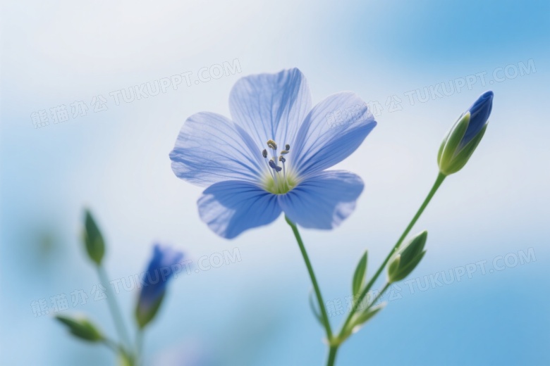 蓝色亚麻花特写柔光图片