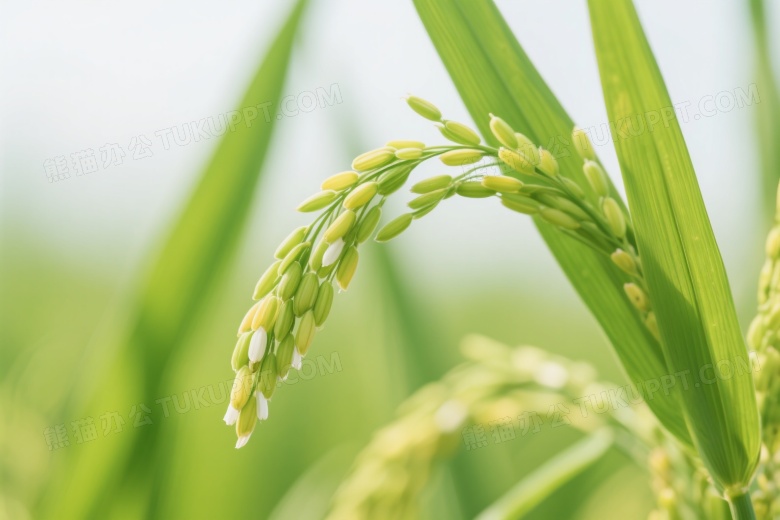 青绿水稻穗特写柔光图片