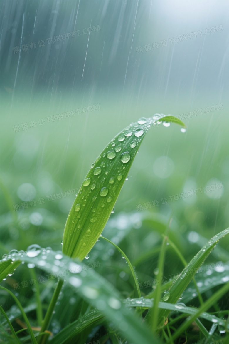 雨中翠绿草叶特写图片