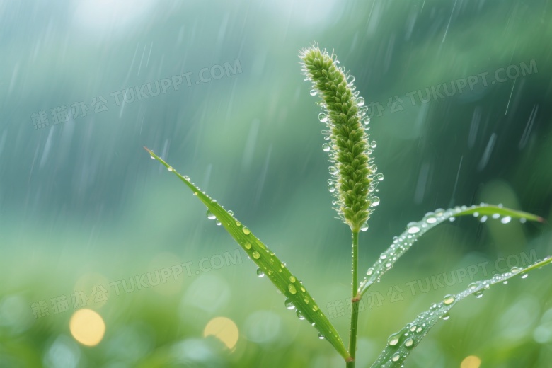 雨中青草特写柔光图片