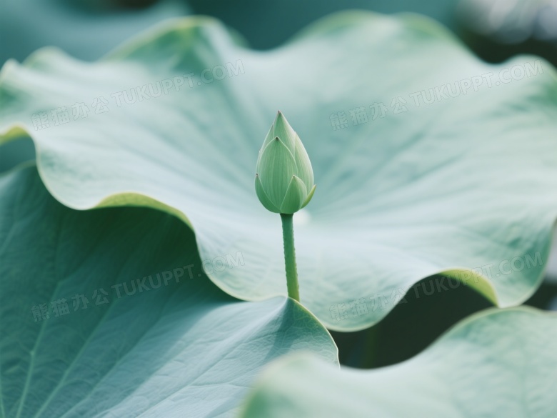 青绿莲花花蕾特写图片