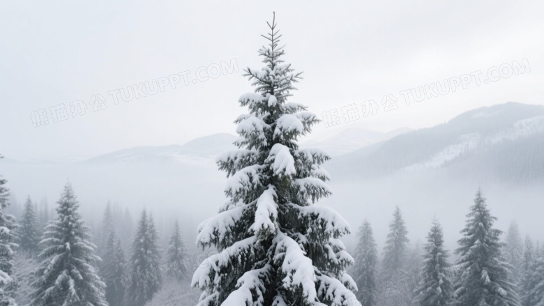 雪中云杉林雾山背景图片