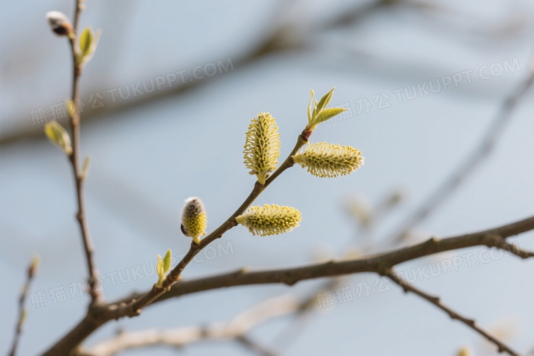 柳树嫩黄花序特写图片