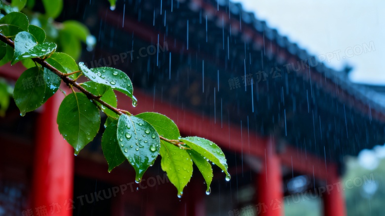 雨中绿叶水珠特写图片