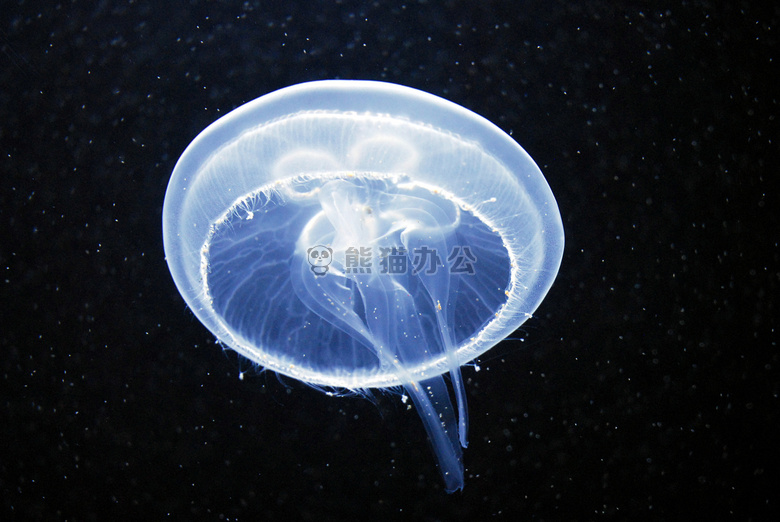 关于水母图片
