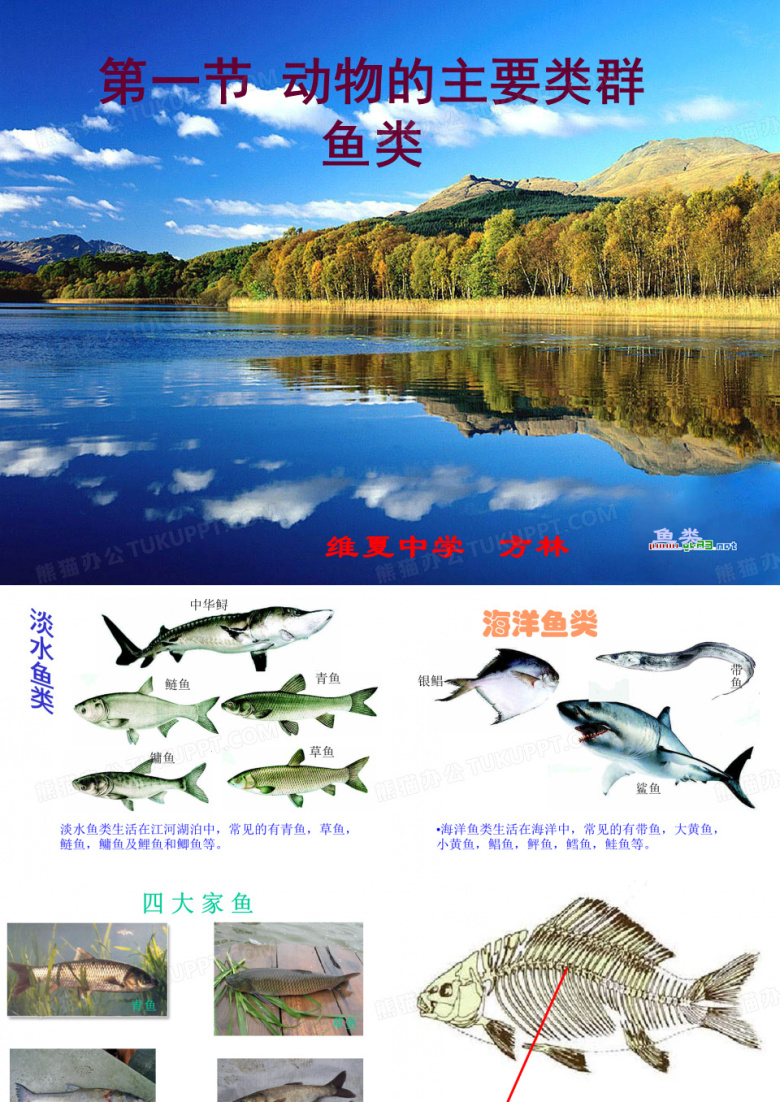 鱼类课件
