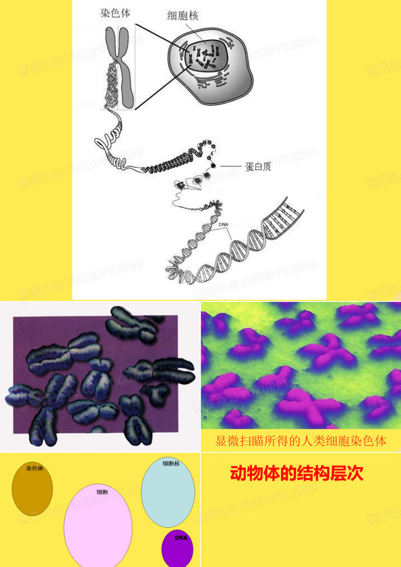七年级生物上册第二单元第二章第二节动物体的结构层次教