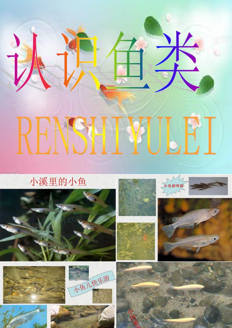 认识鱼类