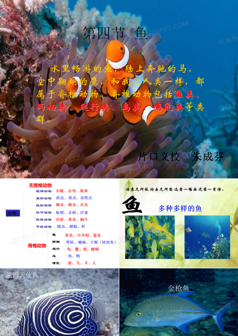 鱼类ppt