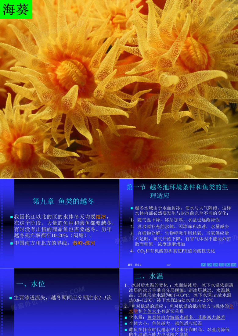 鱼类的越冬