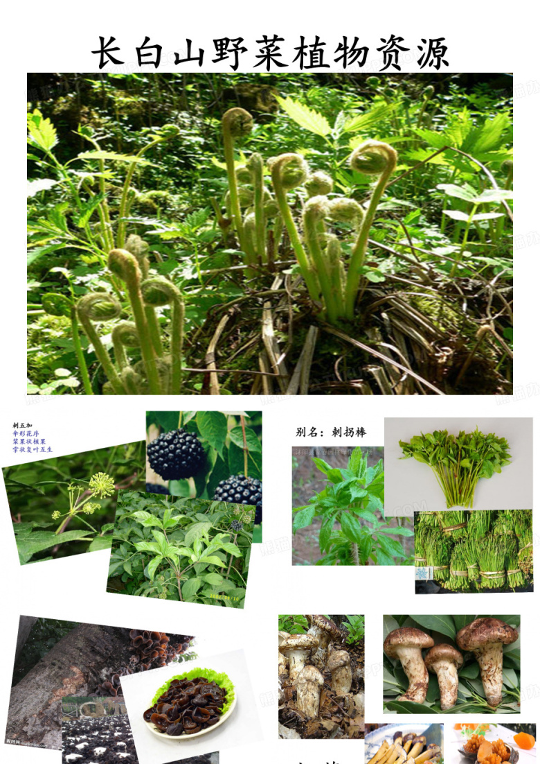 长白山野菜植物资源