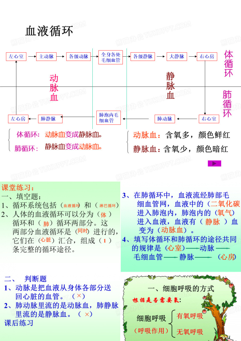 泌尿系统