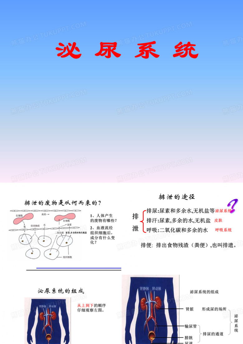 泌尿系统