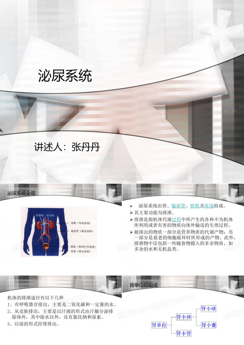 泌尿系统