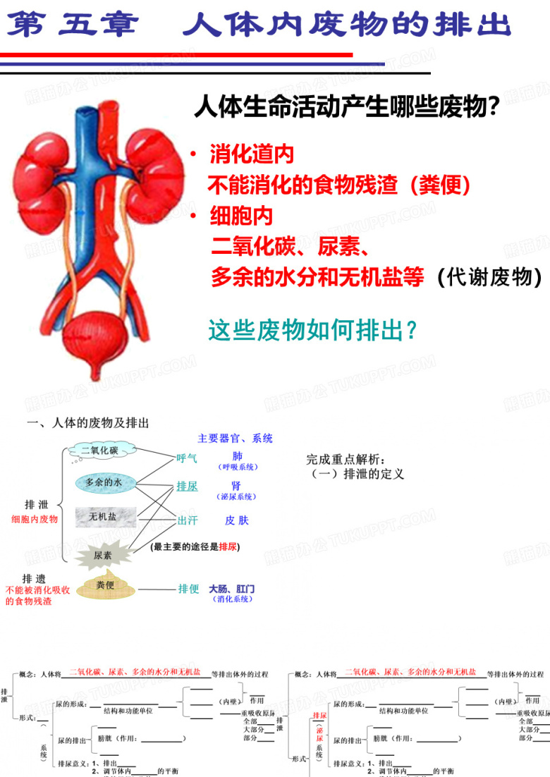 泌尿系统
