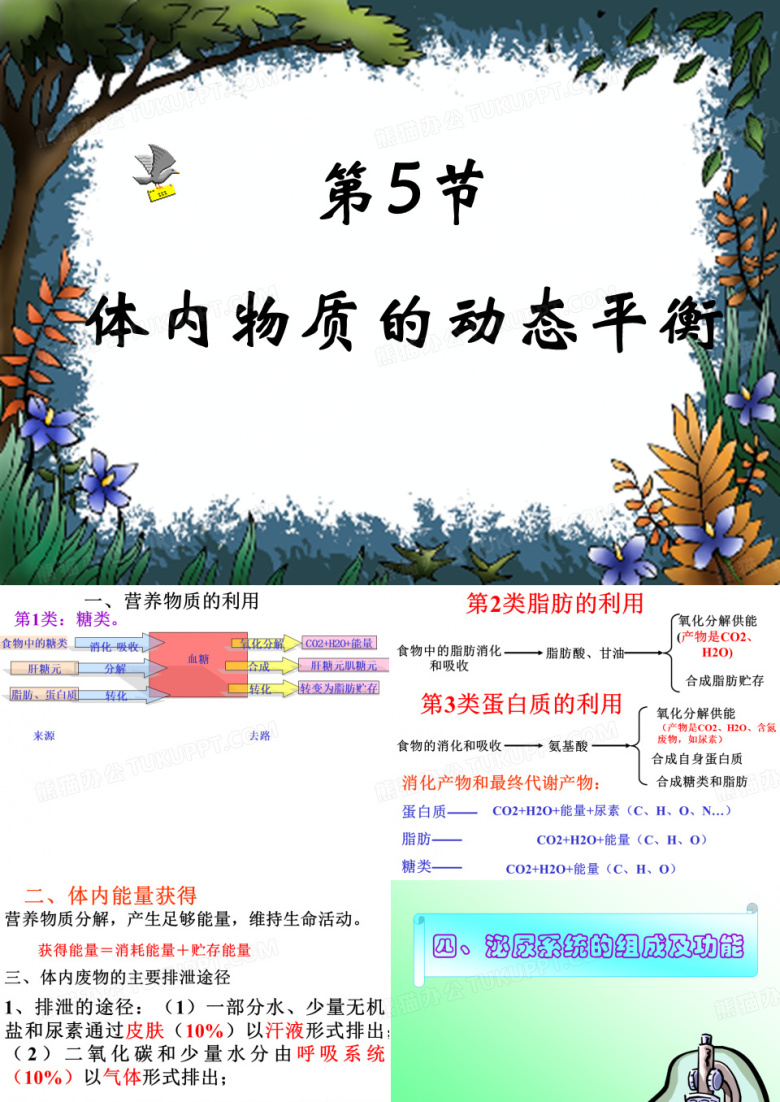 泌尿系统