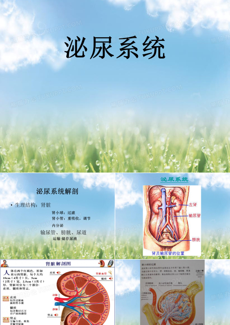 泌尿系统