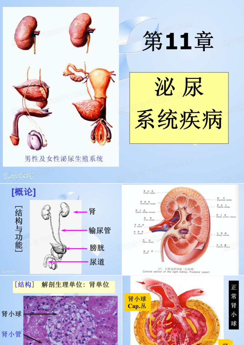 泌尿系统