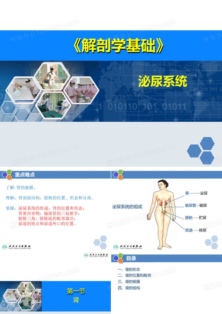 泌尿系统