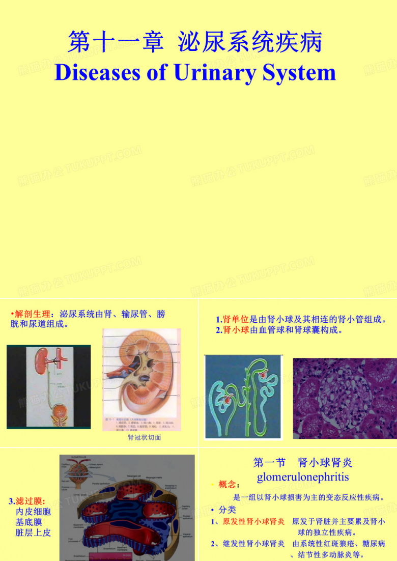 泌尿系统 
