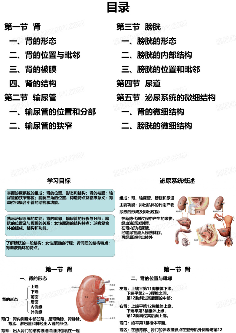 泌尿系统
