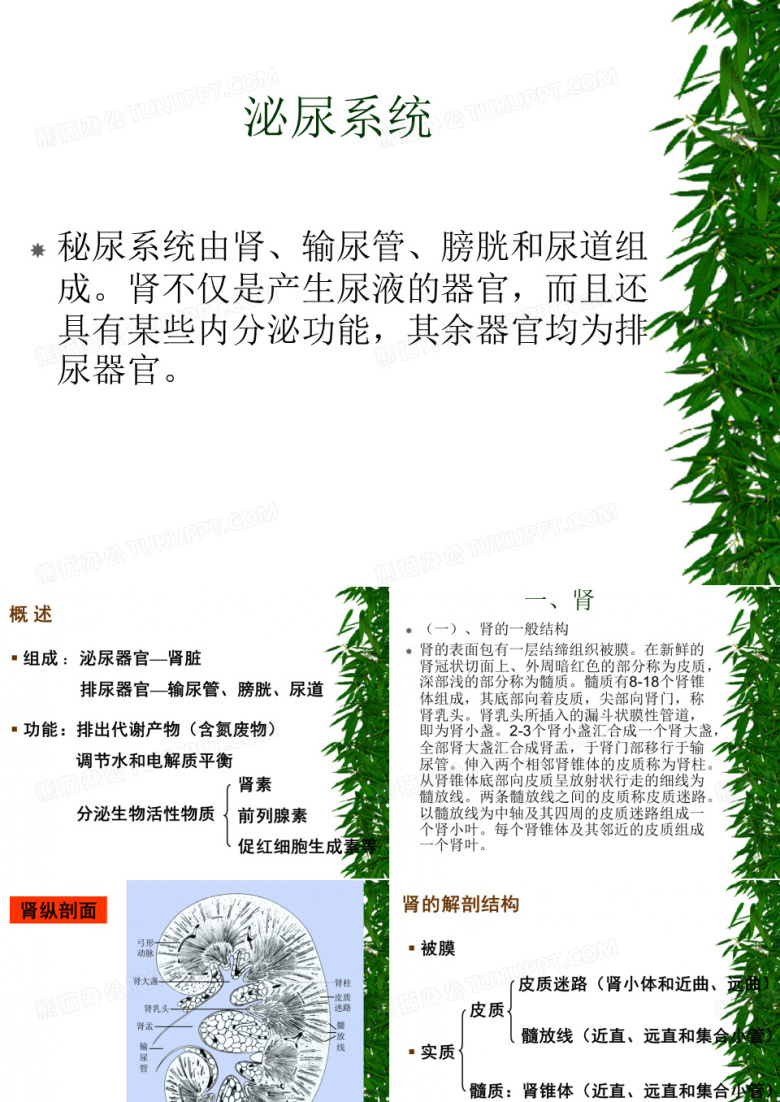 泌尿系统