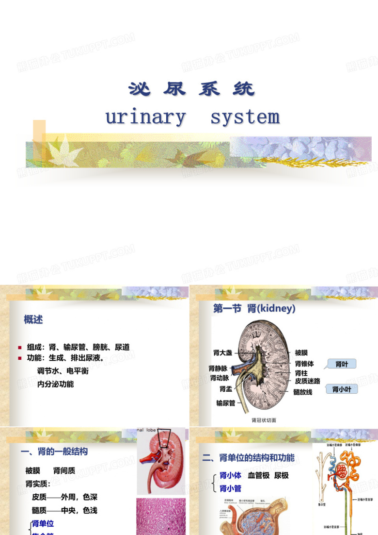 泌尿系统