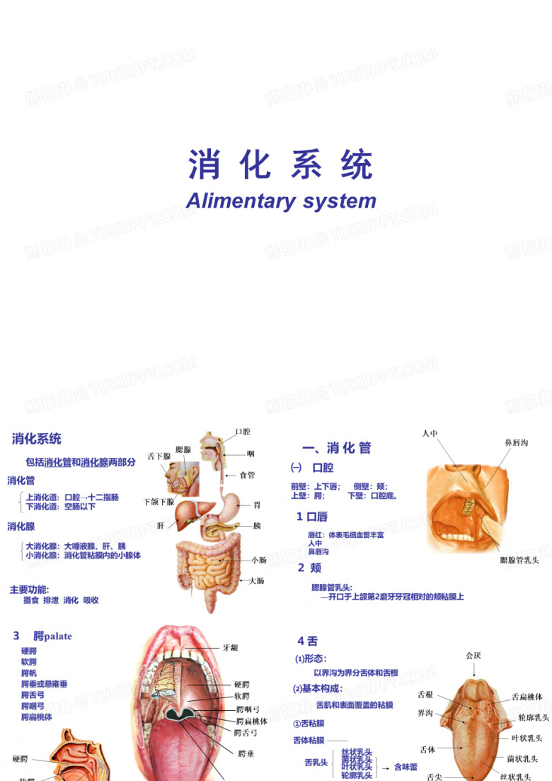 消化系统