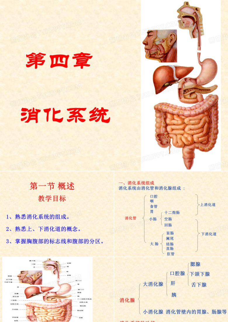 消化系统