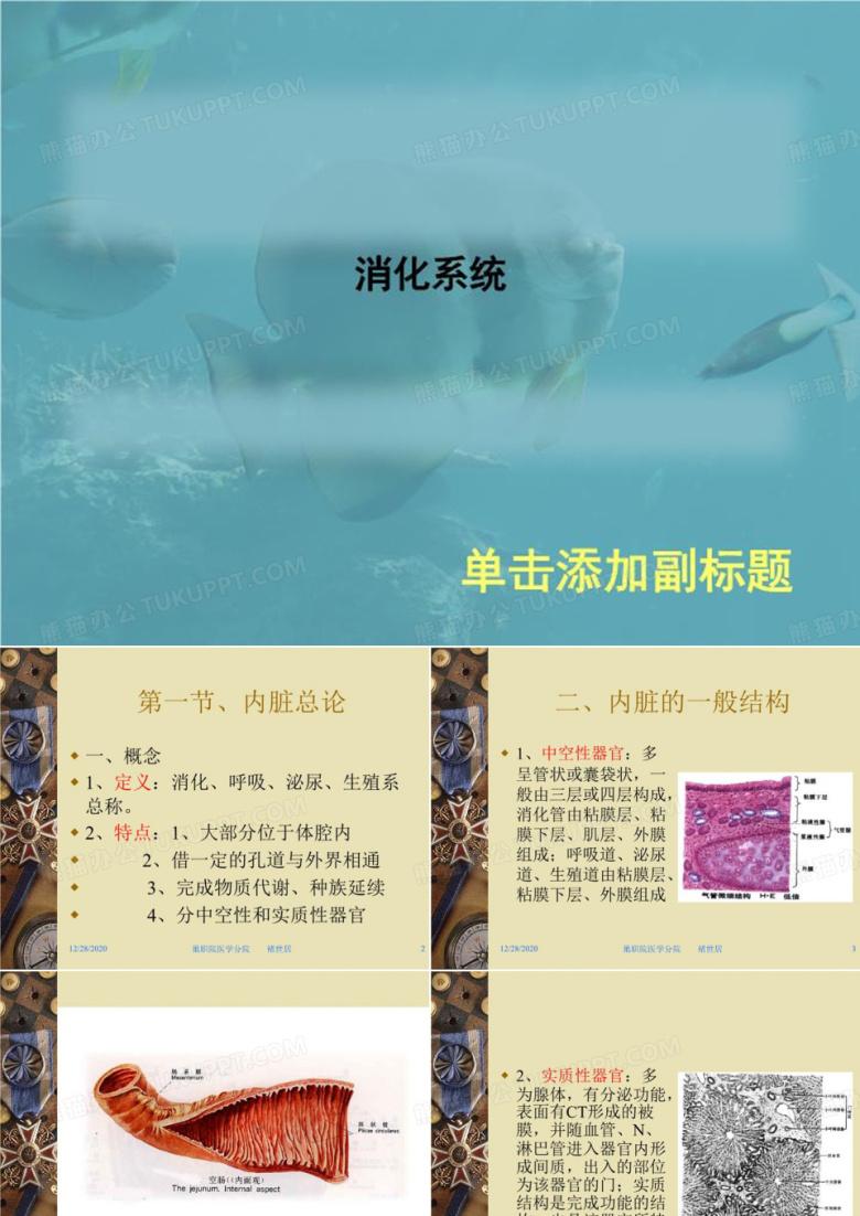 消化系统 