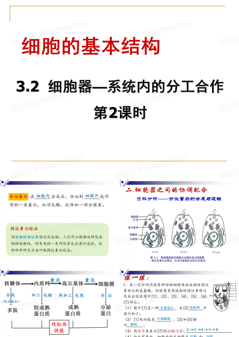 人教版第三章第二节第一课时 细胞器之间的协调配合 课件共15张PPT(海南嘉积中学)
