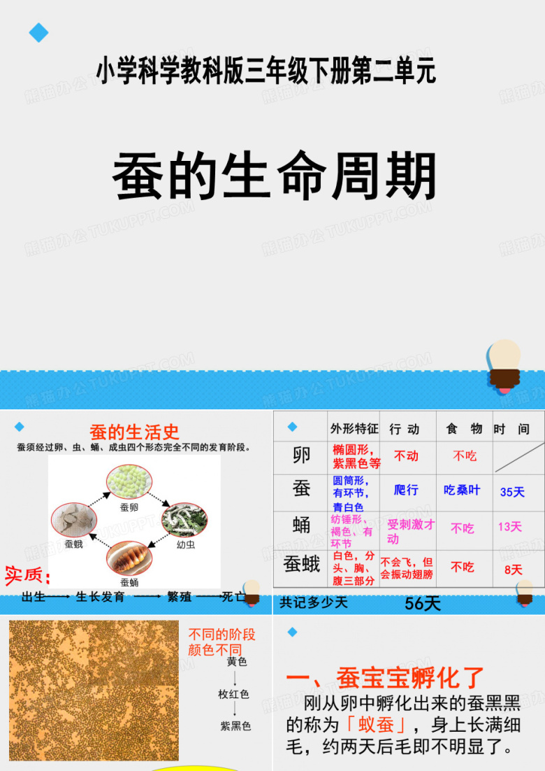 《蚕的生命周期》动物的生命周期PPT课件