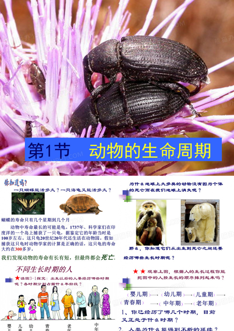 动物的生命周期