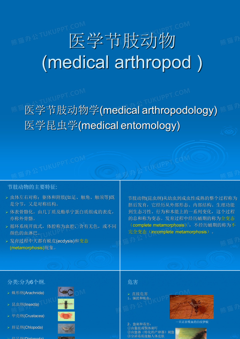(完整版)医学节肢动物