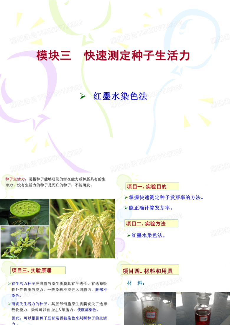 种子生活力测定