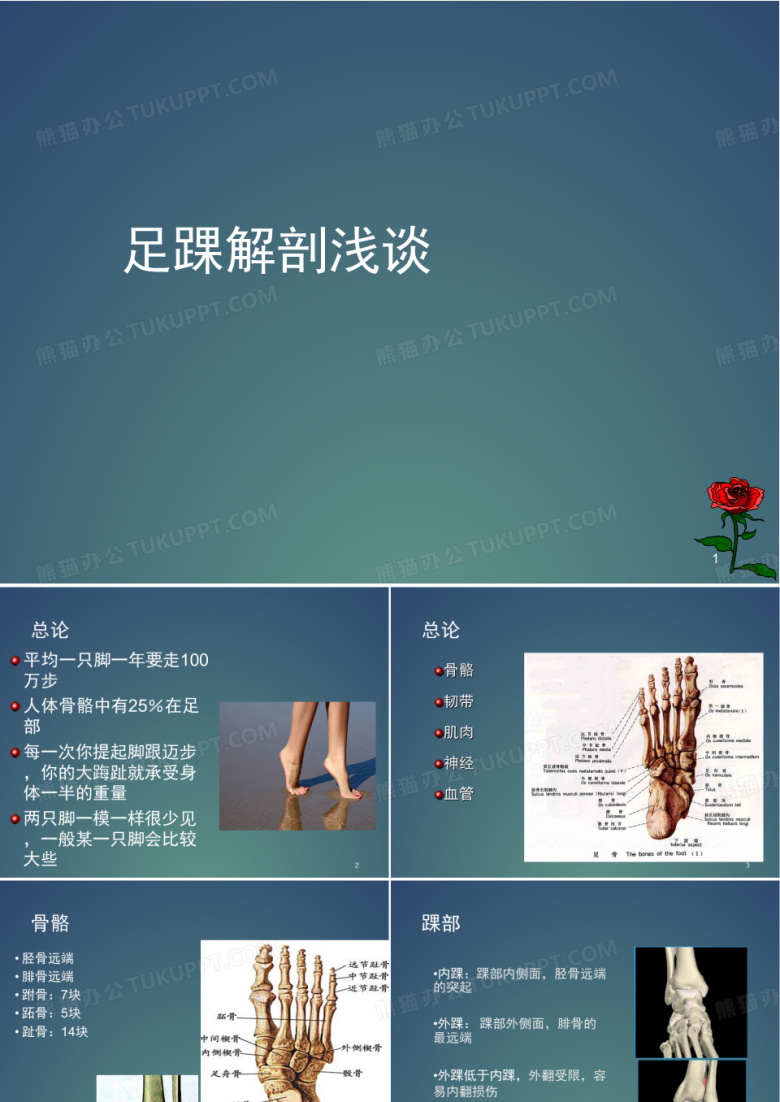 (医学PPT课件)足踝部解剖讲座
