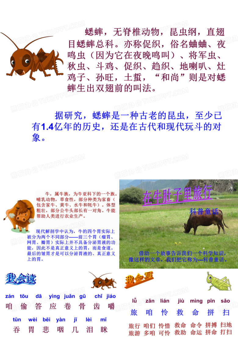 在牛肚子里旅行