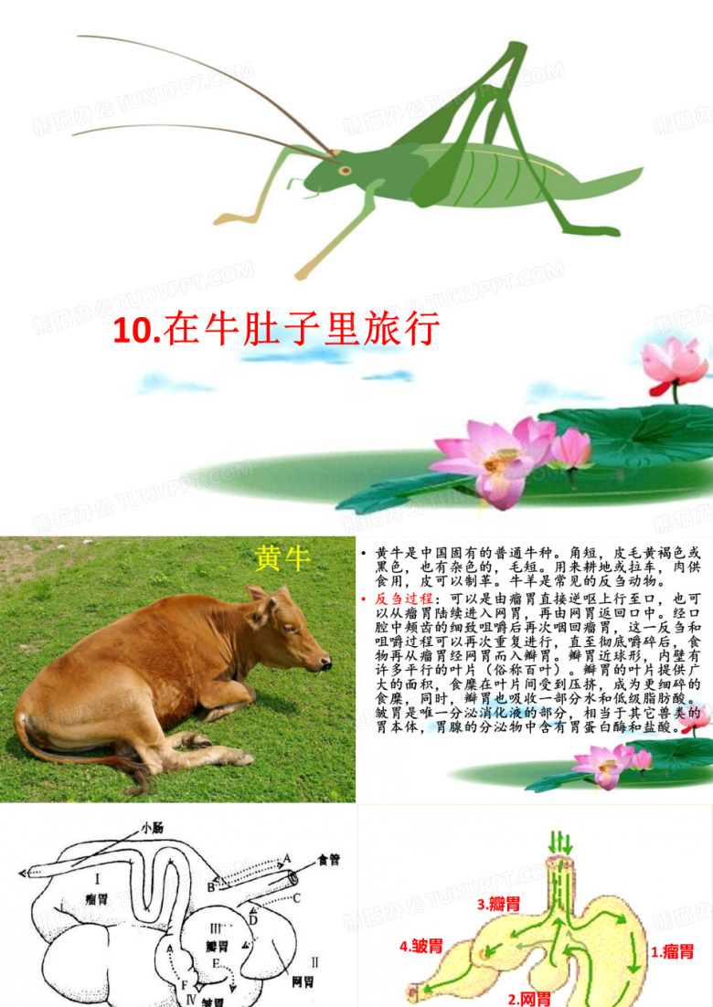 在牛肚子里旅行