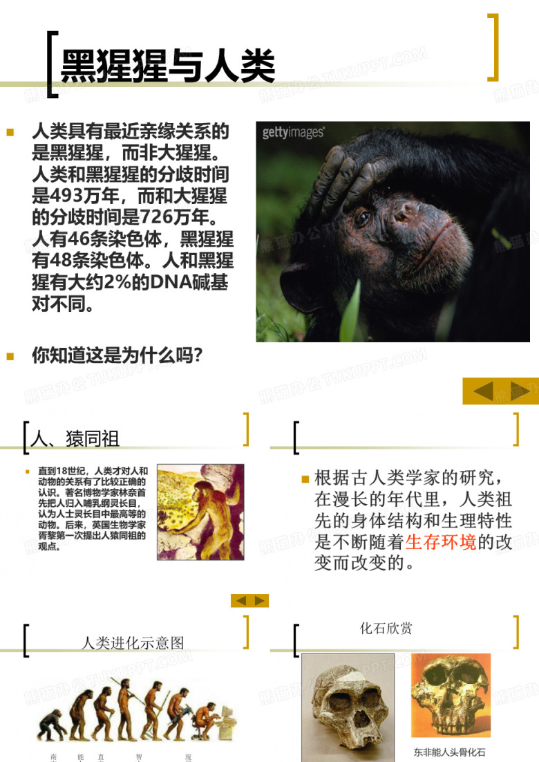 人类的进化