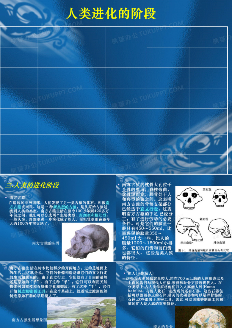 人类进化的阶段