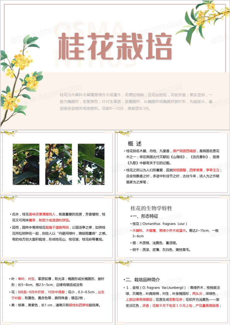 黄色简约桂花栽培技术培训PPT模板