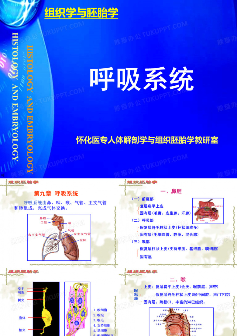 假复层纤毛柱状上皮