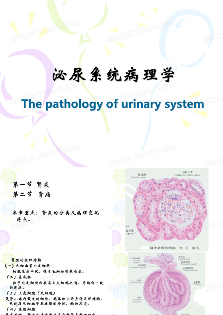 兽医病理学PPT： 泌尿系统病理学