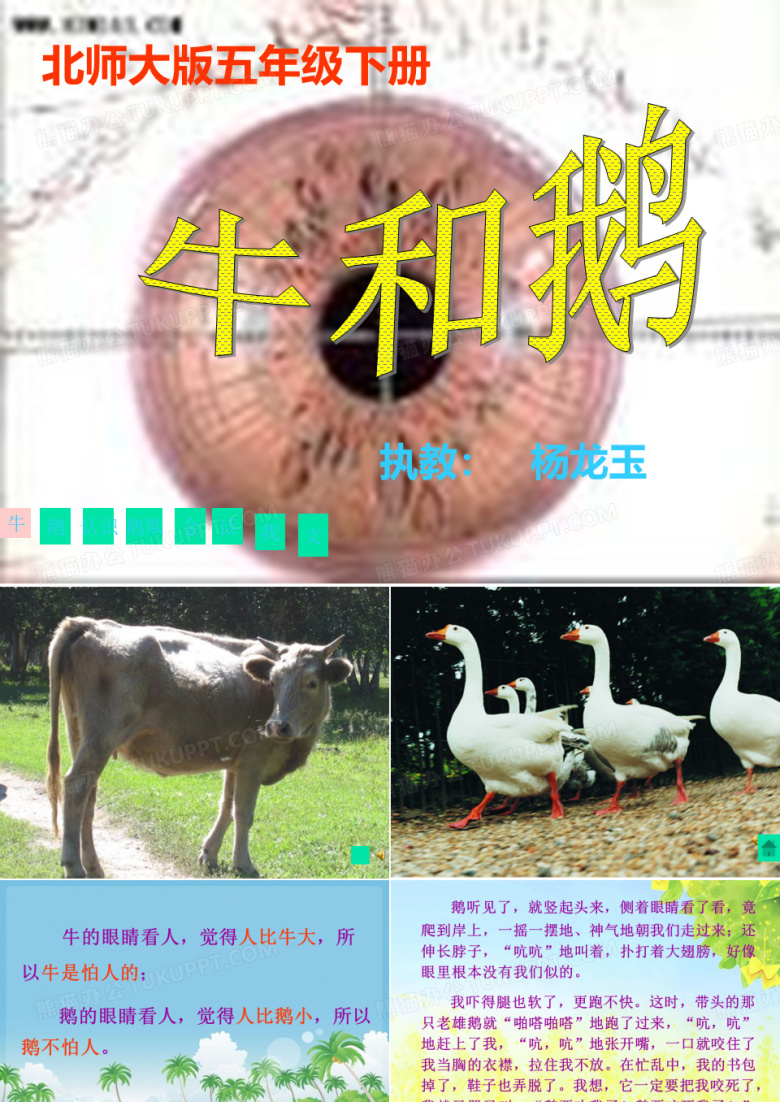 牛和鹅