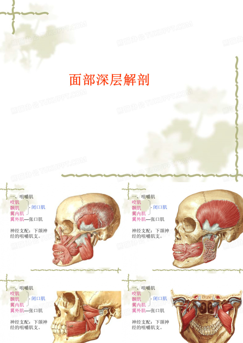 面部深层解剖【人体解剖】